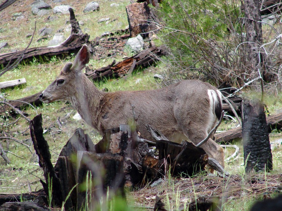 FAUNE 4 (26).JPG
